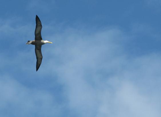 Galapagos Islands albatross