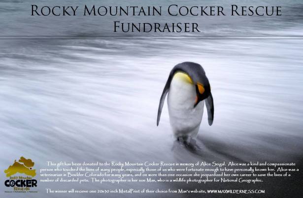 Rocky Mountain Cocker Rescue Fundraiser